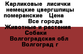 Карликовые “лисички“  немецкие цвергшпицы/померанские › Цена ­ 35 000 - Все города Животные и растения » Собаки   . Волгоградская обл.,Волгоград г.